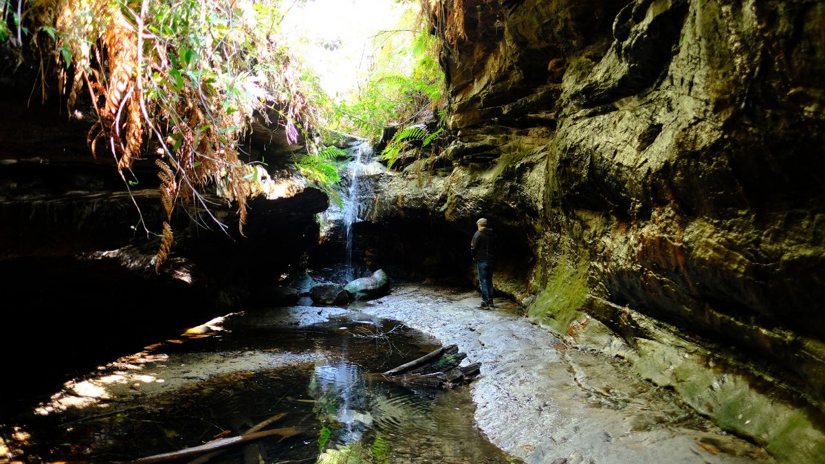 A man stands beside Bulcamatta Falls waterfall, in a rainforest grotto at the end of Bulcamatta Falls walking track, in the lower Grose Valley area of Blue Mountains National Park. Photo : Elinor Sheargold/DPIE