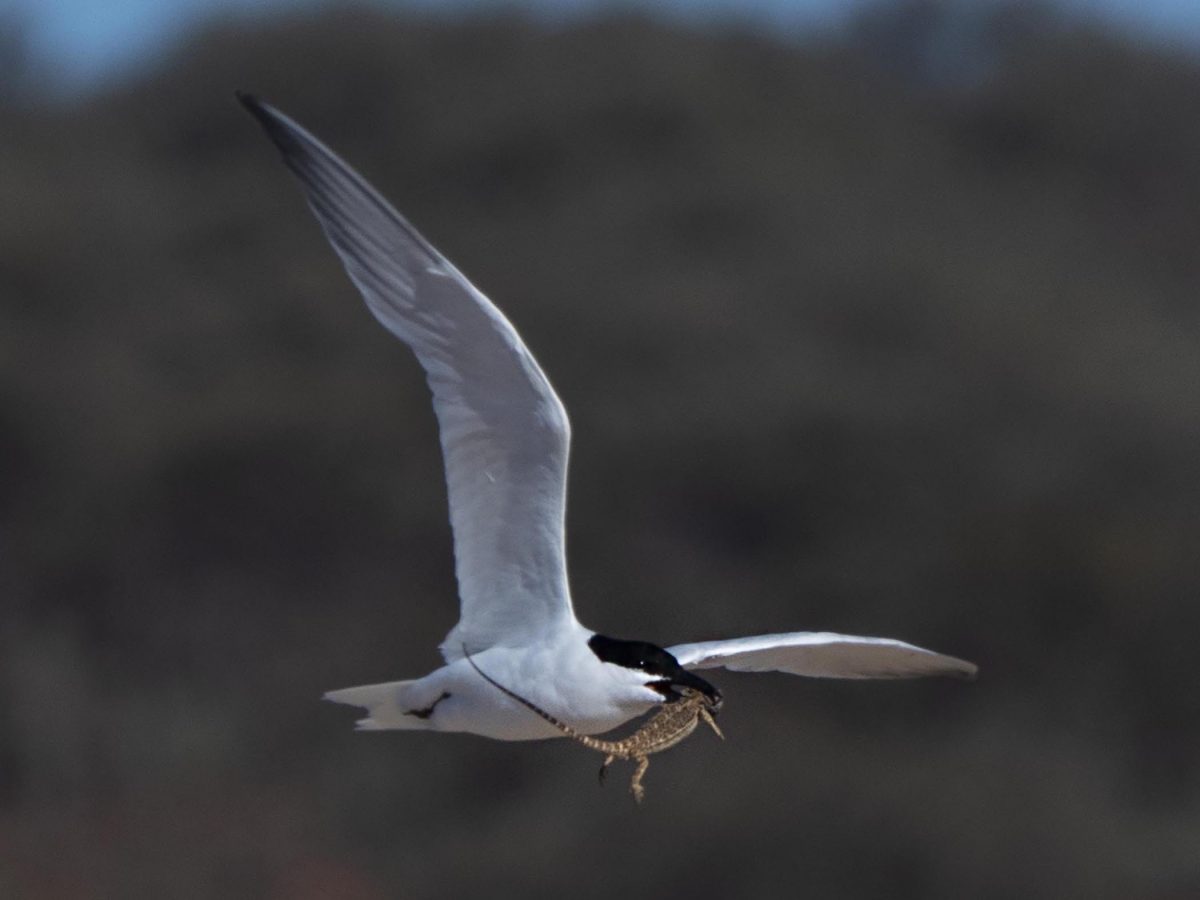 Gull-billed tern (with a Military Dragon). Photo: Dirk Hovorka