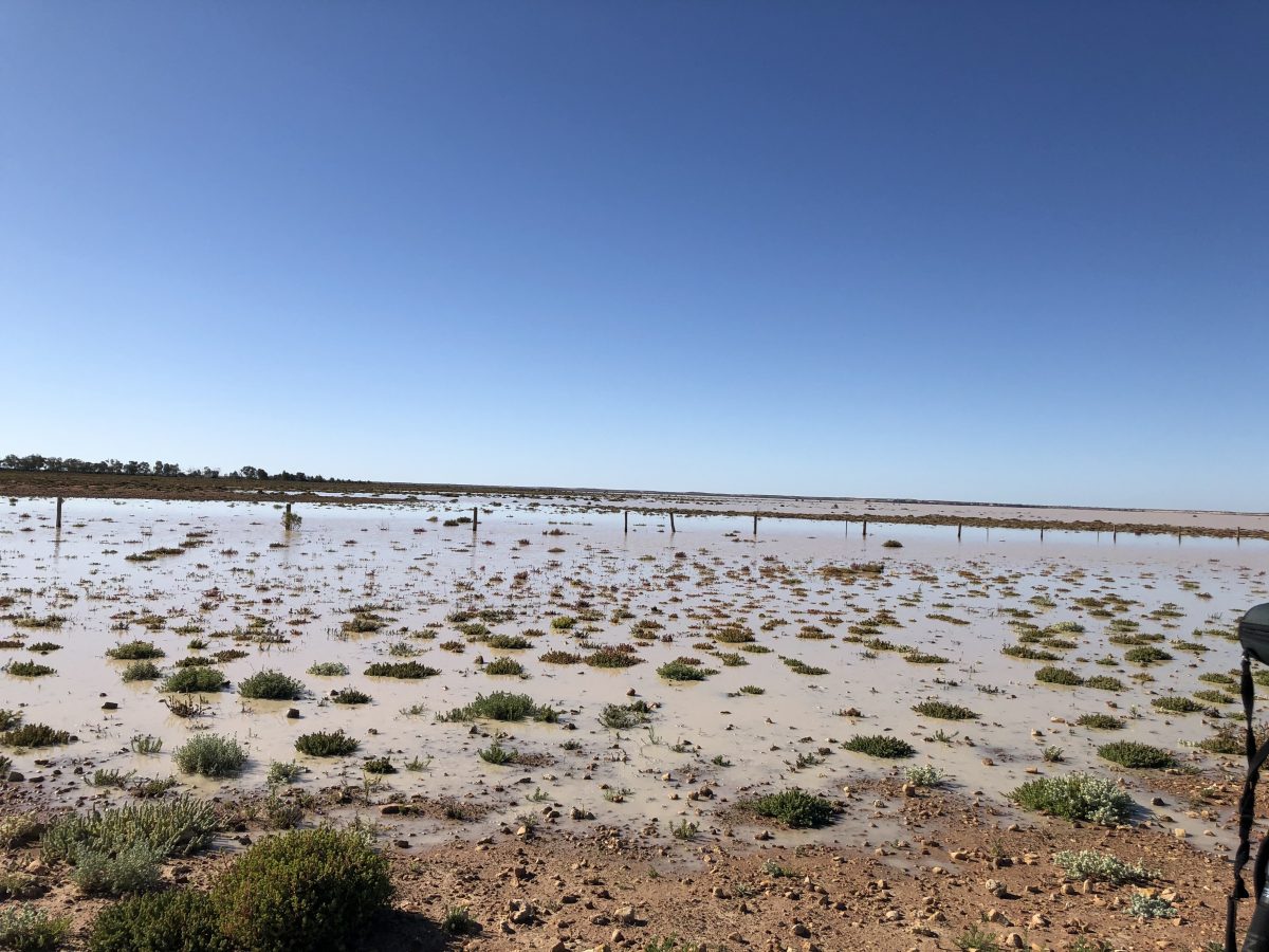 Perry Lake filled with water in Paroo-Darling National Park. Photo: Nancy Auerbach
