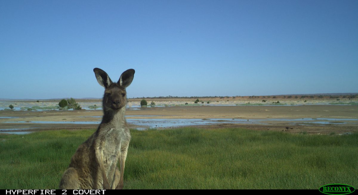 Local wildlife captured on a monitoring camera. Photo credit: Graeme Armstrong/DPIE