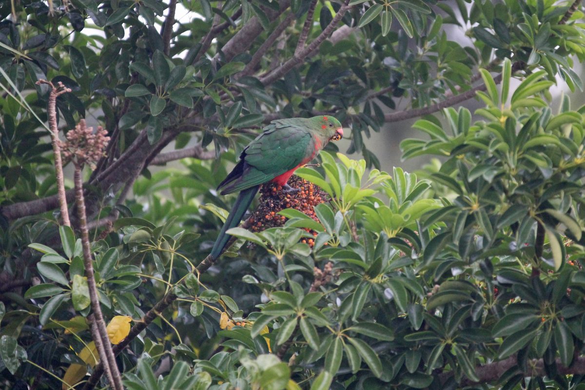 Australian King parrot Alisterus scapularis. Photo credit: Rosie Nicolai / DPIE