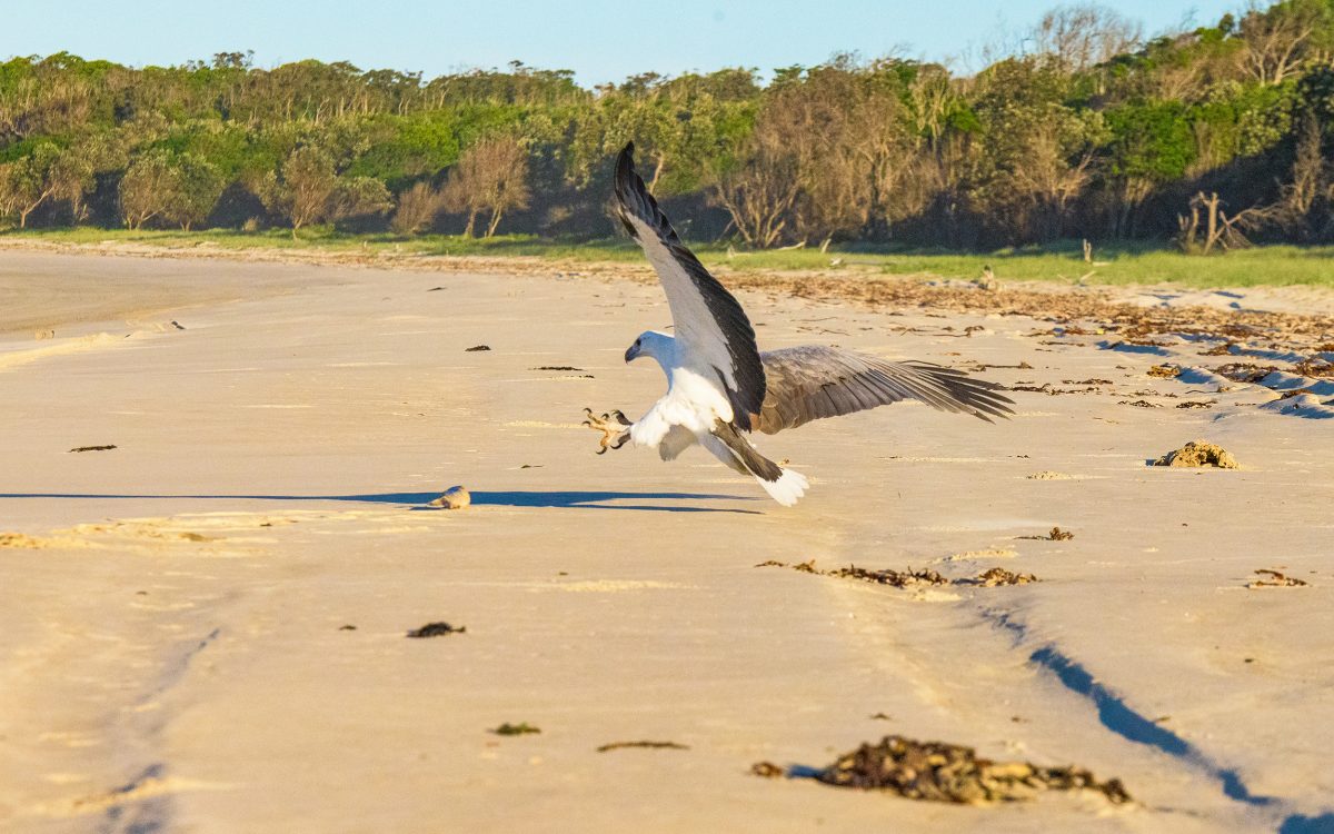 White-bellied sea eagle swoops on prey at Shark Bay, Bundjalung National Park. Photo Jessica Robertson/DPIE