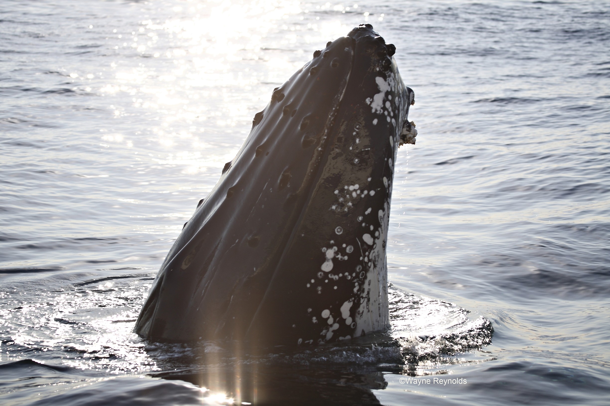 Humpback whale, Megaptera novaeangliae rostrum covered with knobs cetaceans
