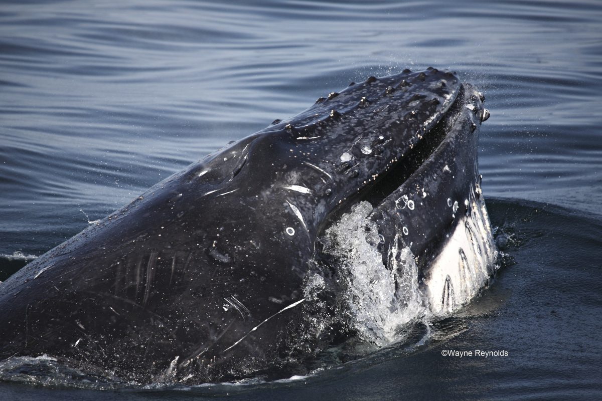 : Humpback whale, Megaptera novaeangliae rostrum covered with knobs cetaceans. Photo: Wayne Reynolds/DPIE
