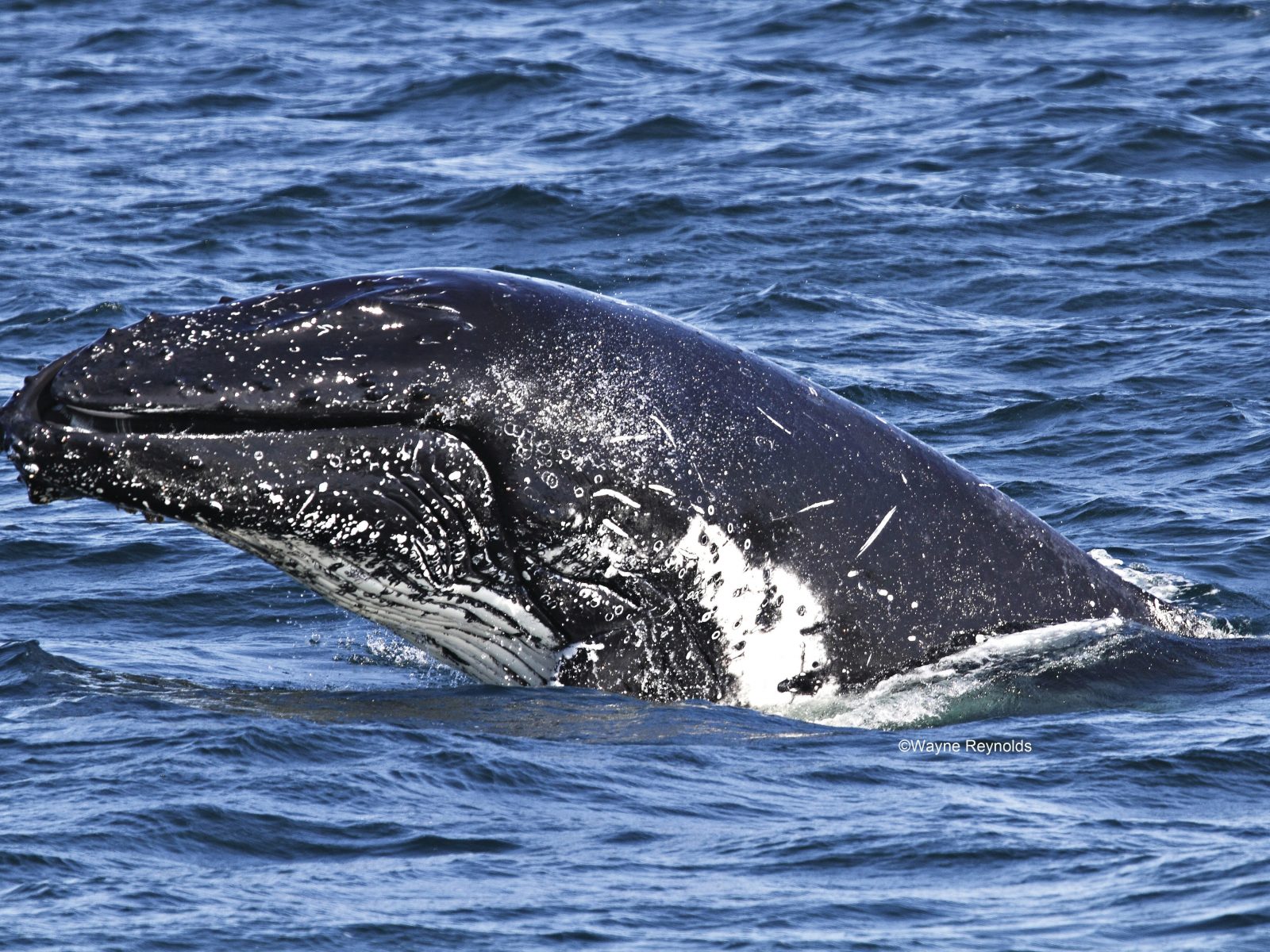 Humpback whale, Megaptera novaeangliae rostrum covered with knobs cetaceans. Photo: Wayne Reynolds/DPIE
