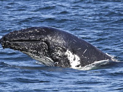 Humpback whale, Megaptera novaeangliae rostrum covered with knobs cetaceans. Photo Credit: Wayne Reynolds/DPIE