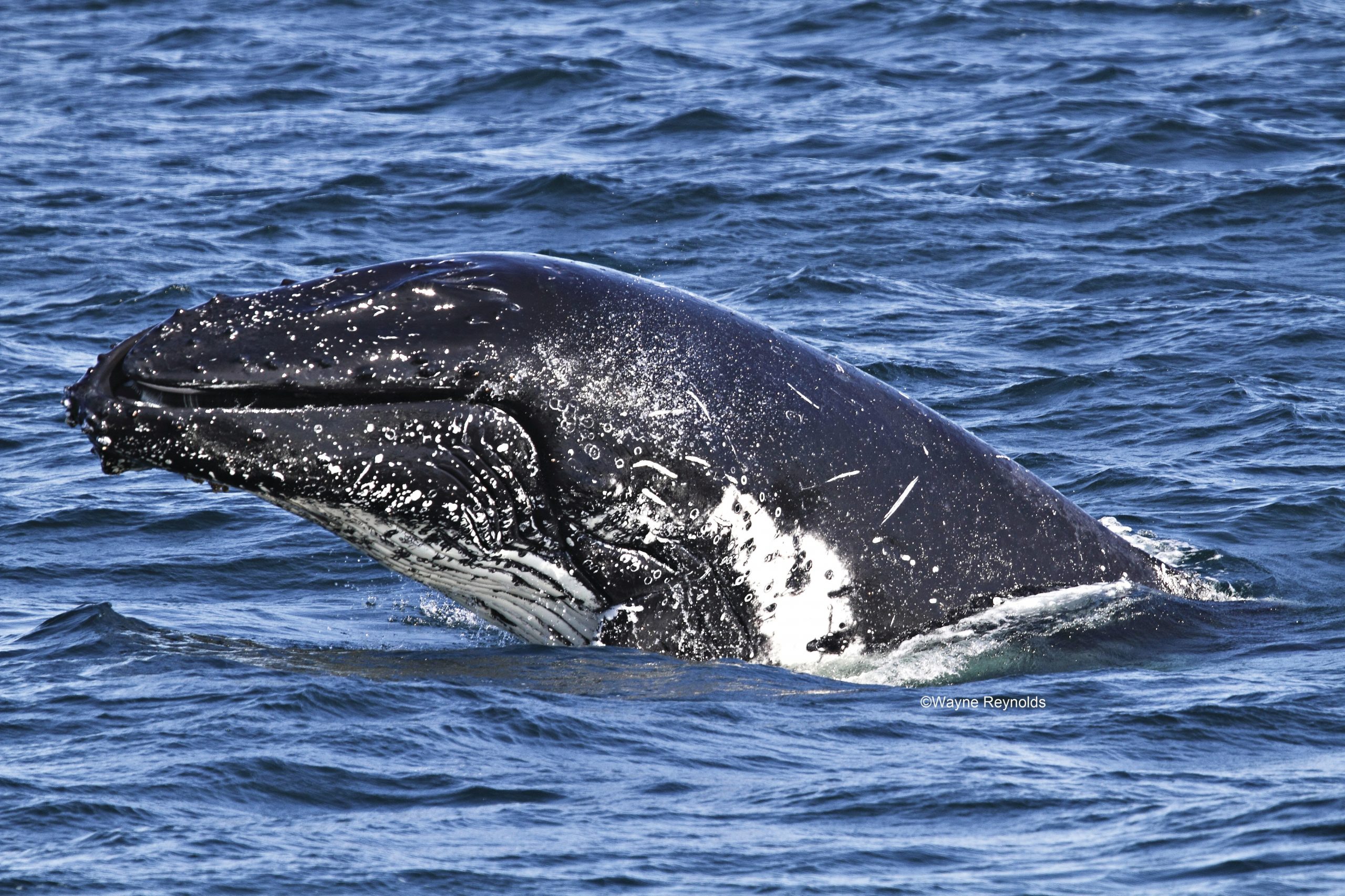 Humpback whale, Megaptera novaeangliae rostrum covered with knobs cetaceans. Photo: Wayne Reynolds/DPIE
