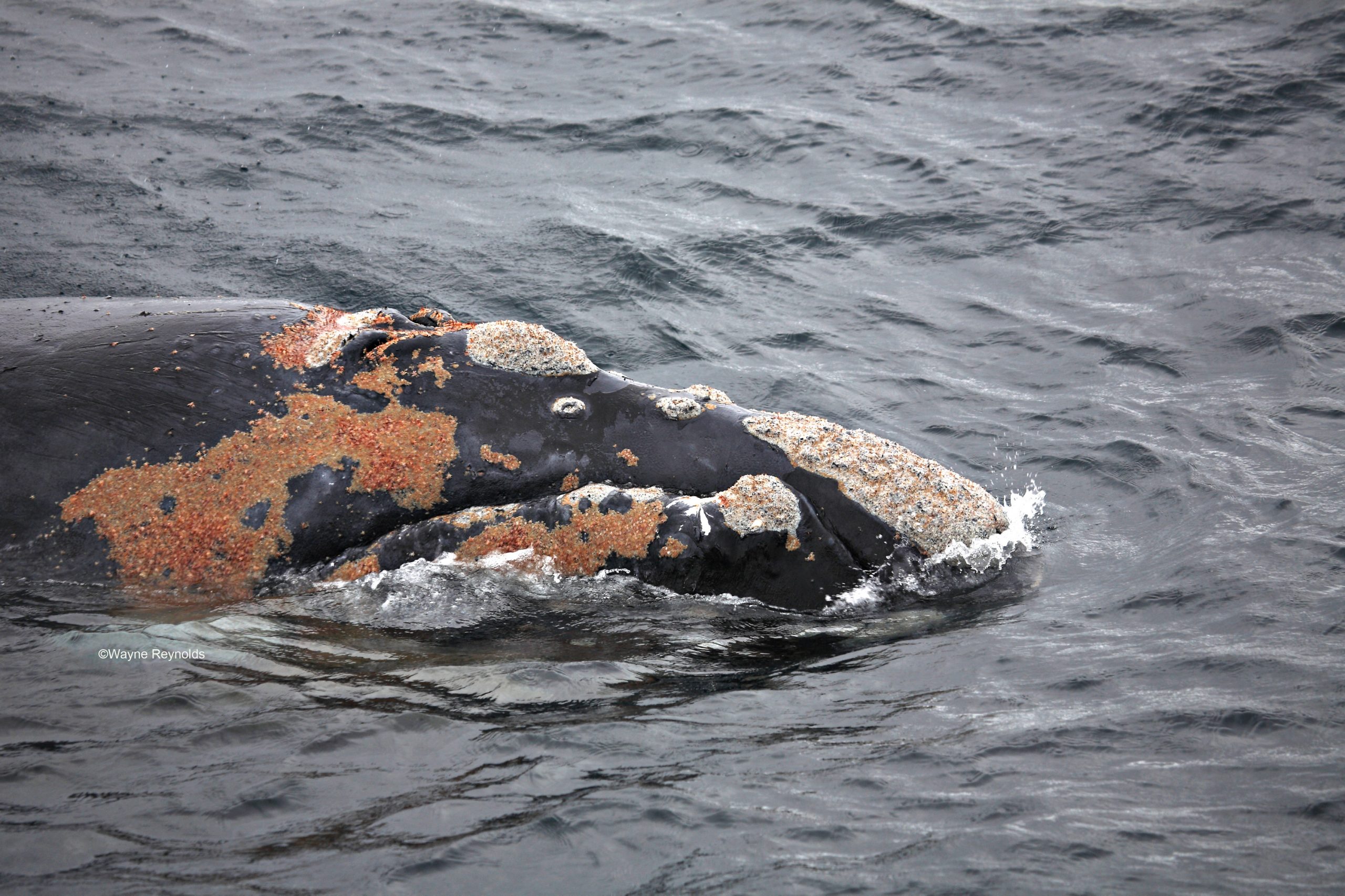 Southern Right Whale (Eubalaena australis) Callosities on the rostrum or head. Photo: Wayne Reynolds