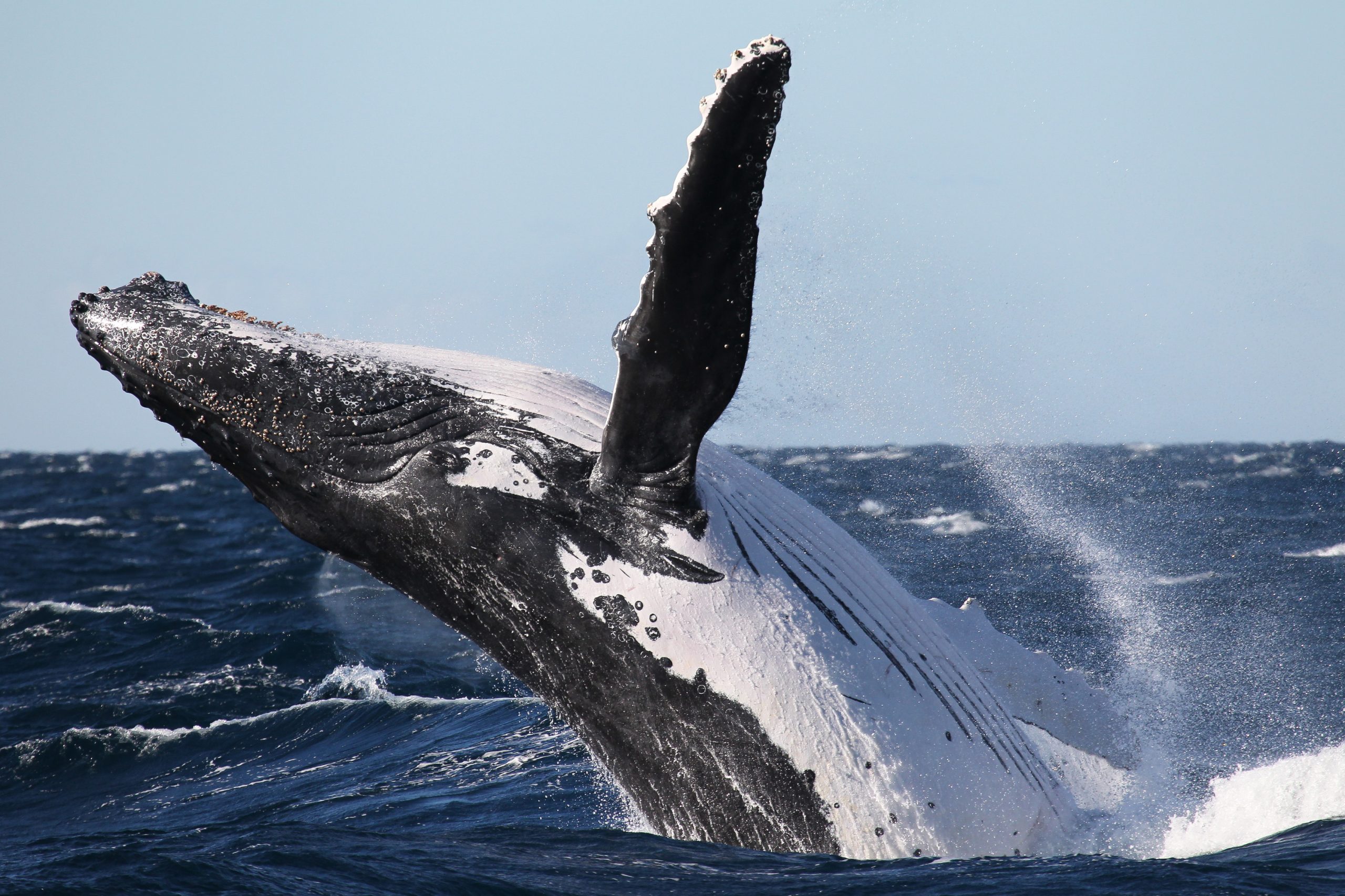 Humpback Whale Megaptera novaeangliae breaching Cetacean. Photo: Jonas Liebschner/DPIE