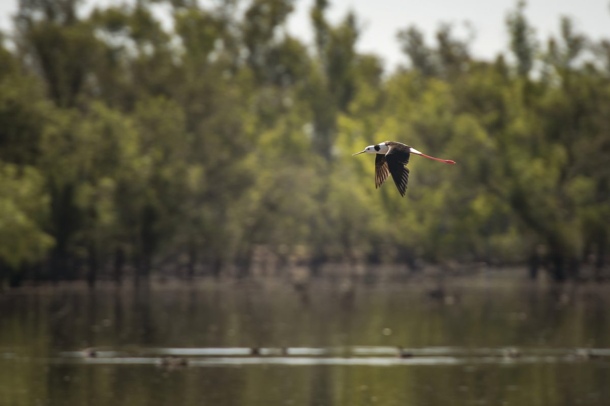 Black winged stilt, Mid Murray River. Photo: John Spencer / DPIE