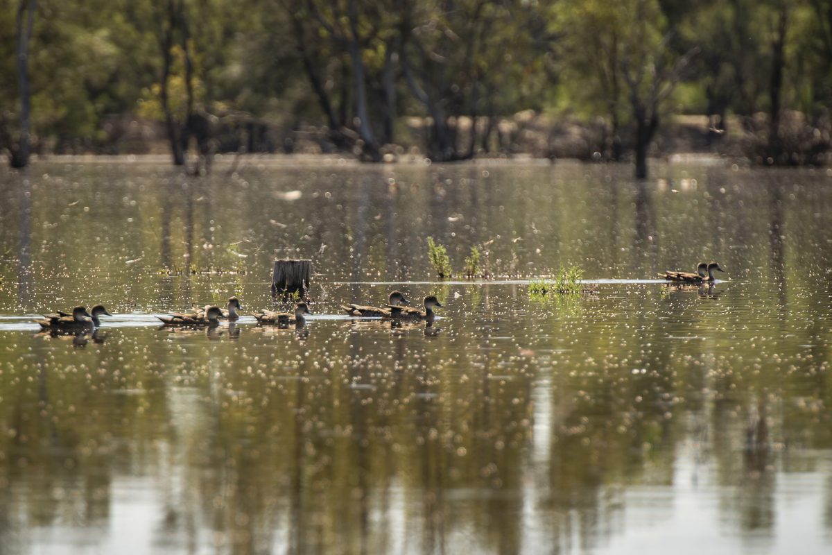 Grey Teal, Mid Murray River . Photo credit John Spencer / DPIE