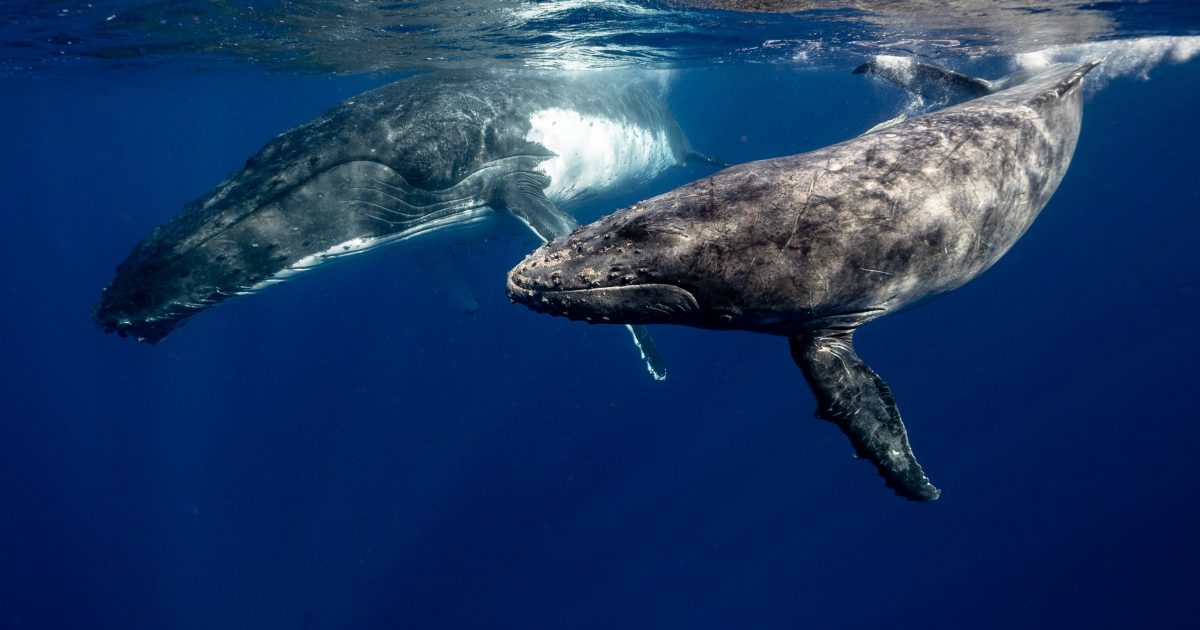 Whales in the ocean. Photo: Elianne Dipp via Pexels