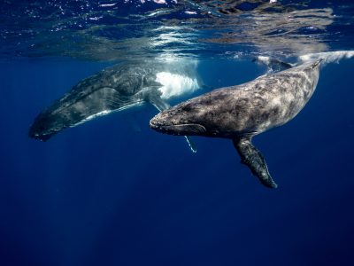 Whales in the ocean. Photo: Elianne Dipp via Pexels