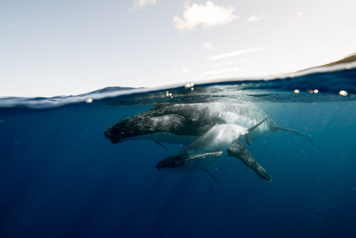 Two whales in the ocean. Photo: Elianne Dipp via Pexels