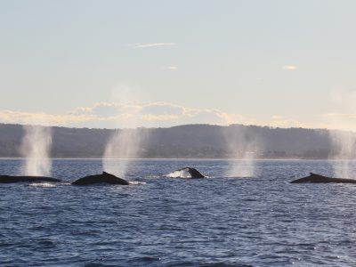 Humpback Whales Megaptera novaeangliae Cetacean. Photo: Jonas Liebschner/DPIE
