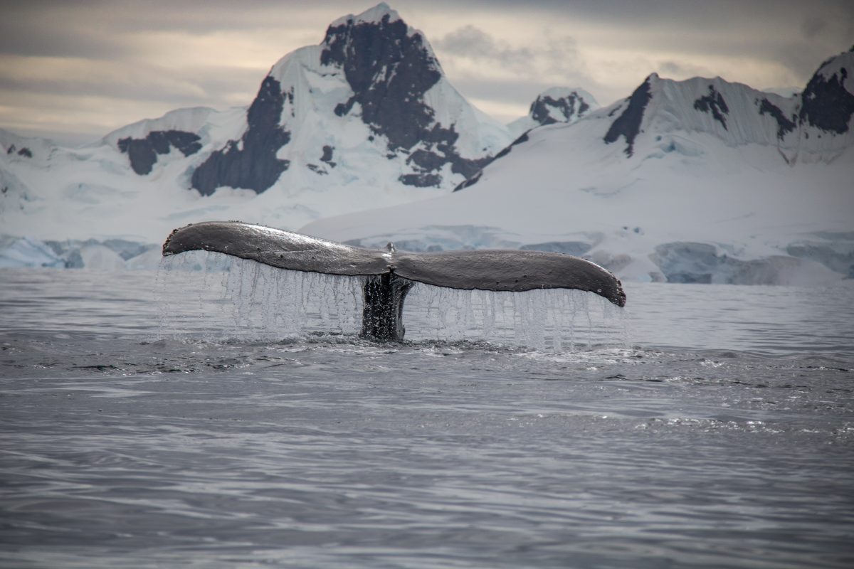 Whale fin, Antarctica as the background. Photo: Nacho Canepa via Pexels