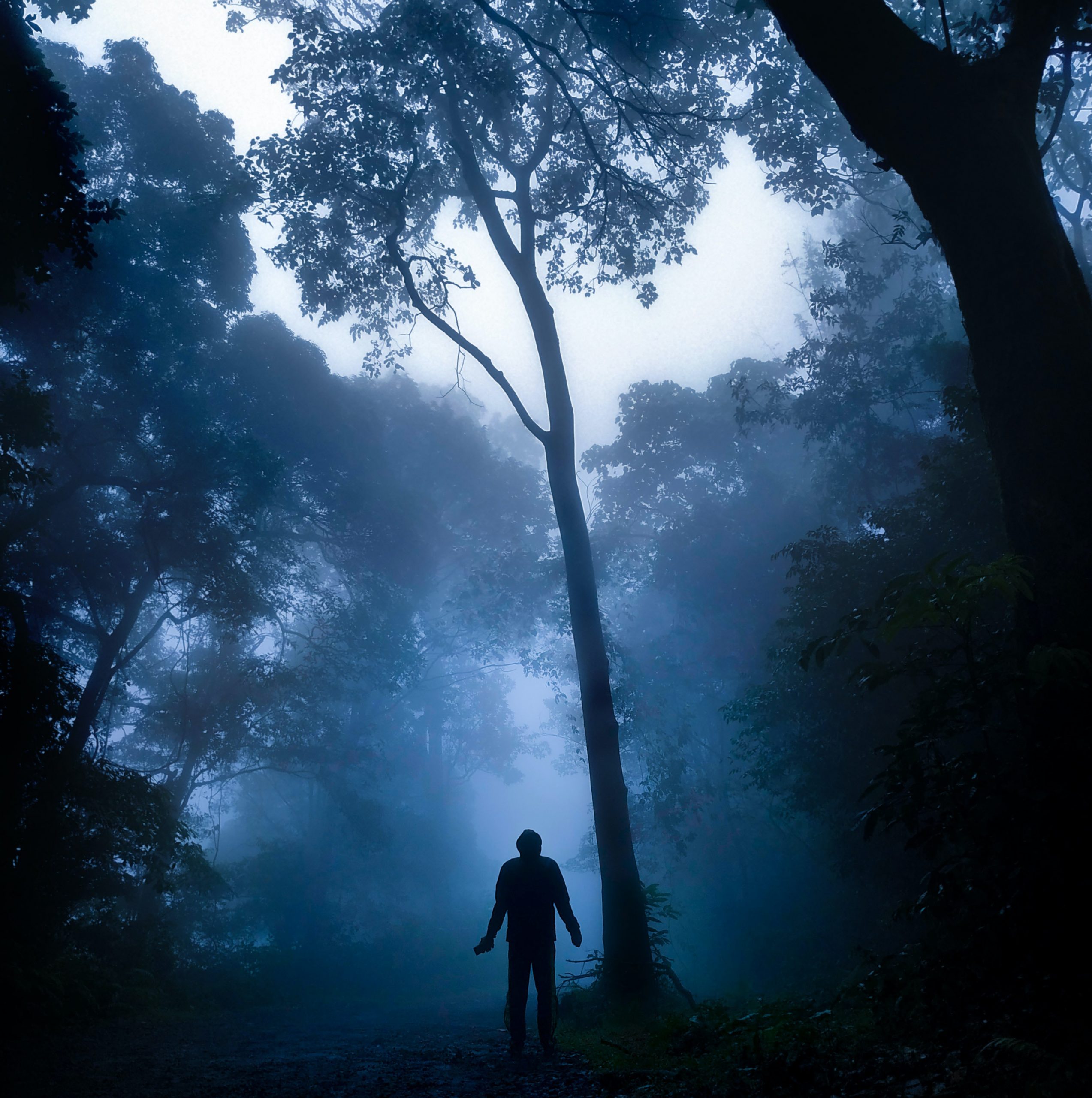 A person in the trees. Photo: Tony Sebastian via Pexels