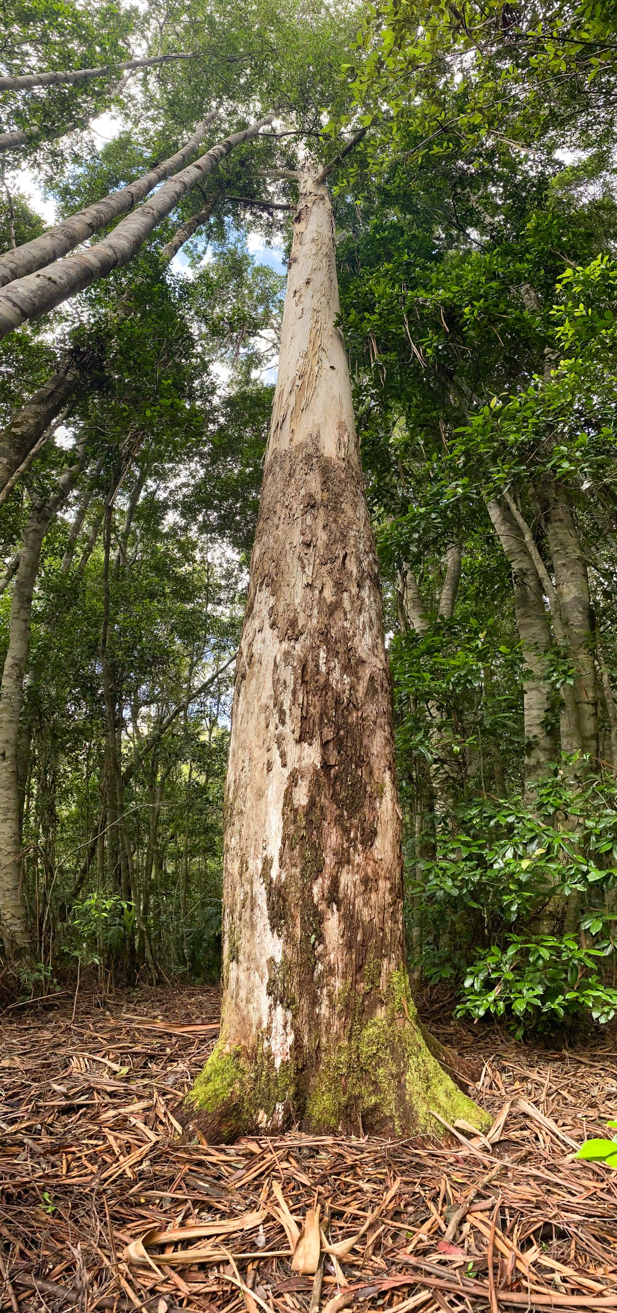 Veritical Panaroma of a Tree in a national park. Photo: Tim Ashelford