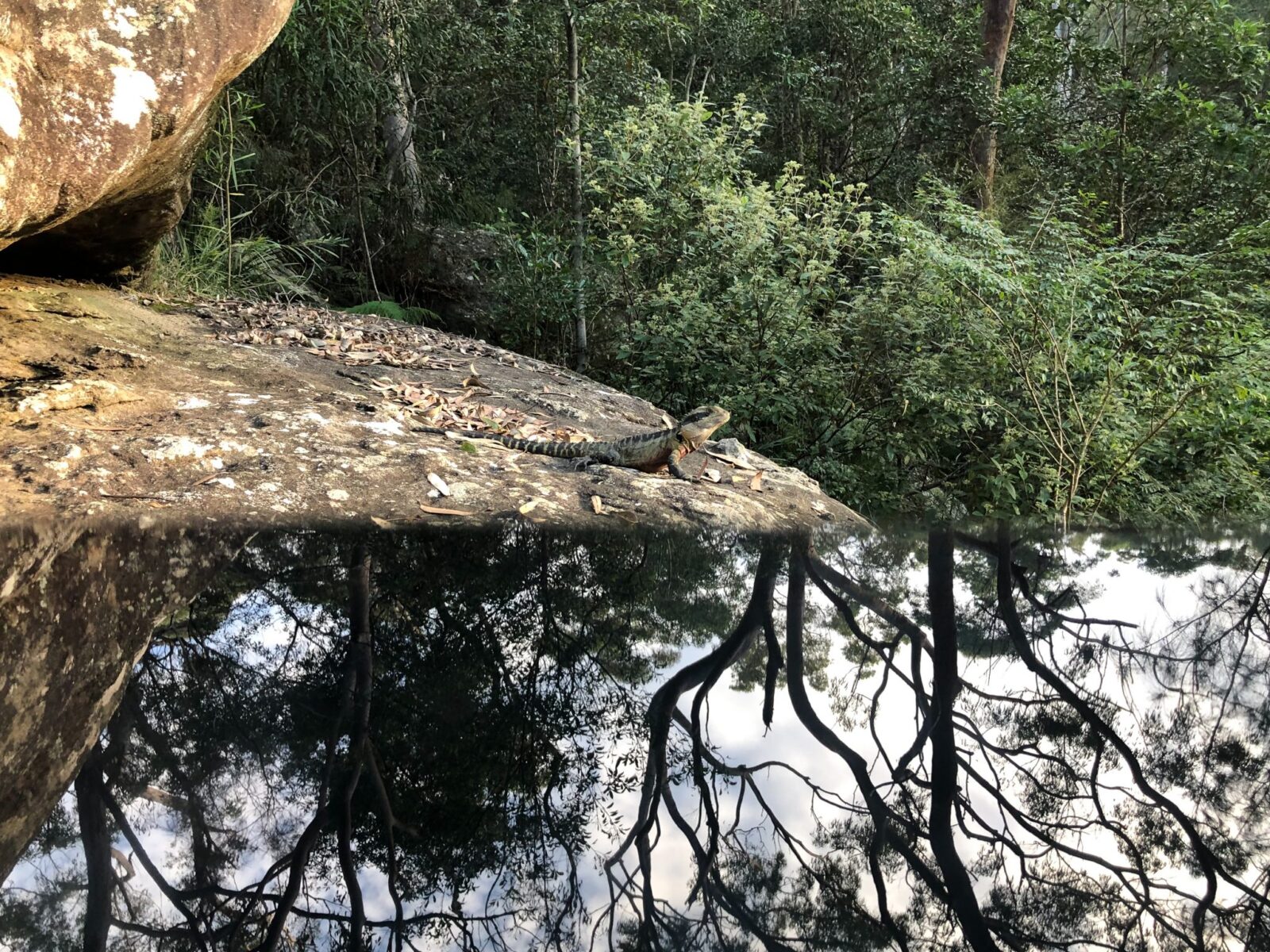 Iguana on a rock and reflected in the water, in a national park. Photo: Tim Ashelford