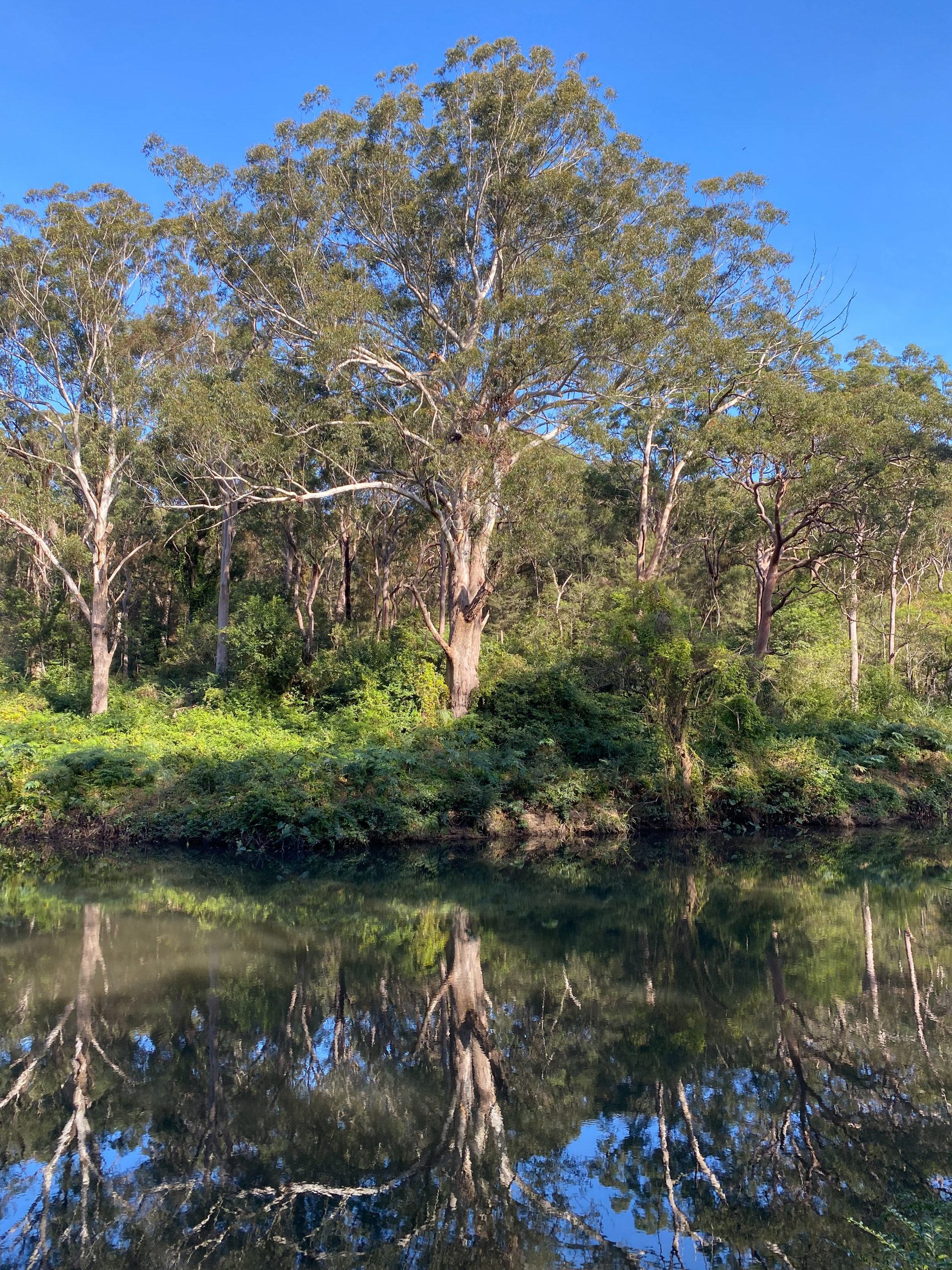 A tree reflected in the water in a national park. Photo: Tim Ashelford