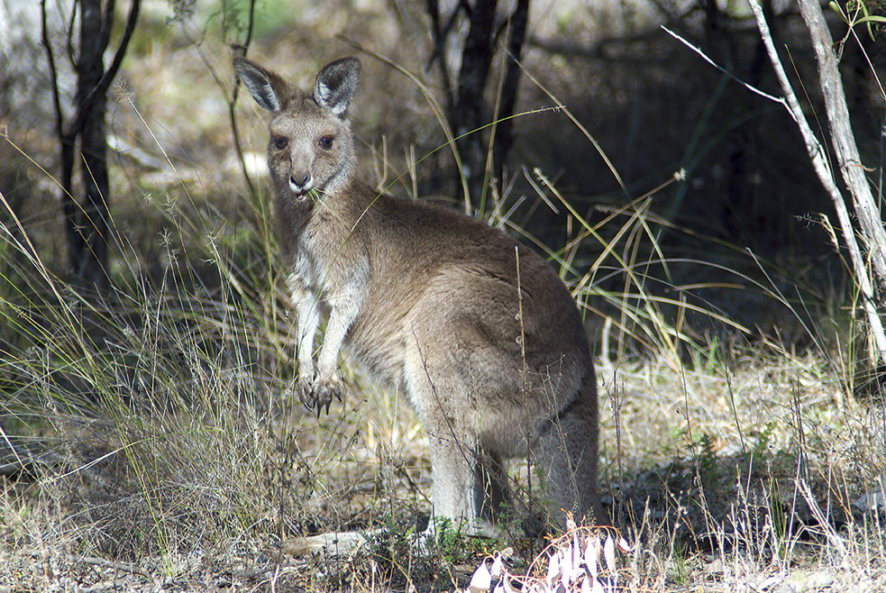 Kangaroo around Lavender Vale Homestead. Photo: Michael Van Ewijk/DPE
