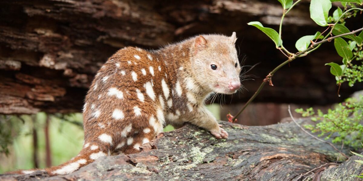 The vulnerable species the Spotted-tailed quoll. Photos James Evans / DPIE
