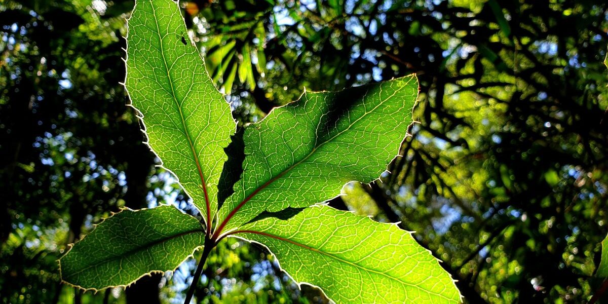 Nightcap Oak, Eidothea hardeniana. Photo: Justin Mallee / DPE