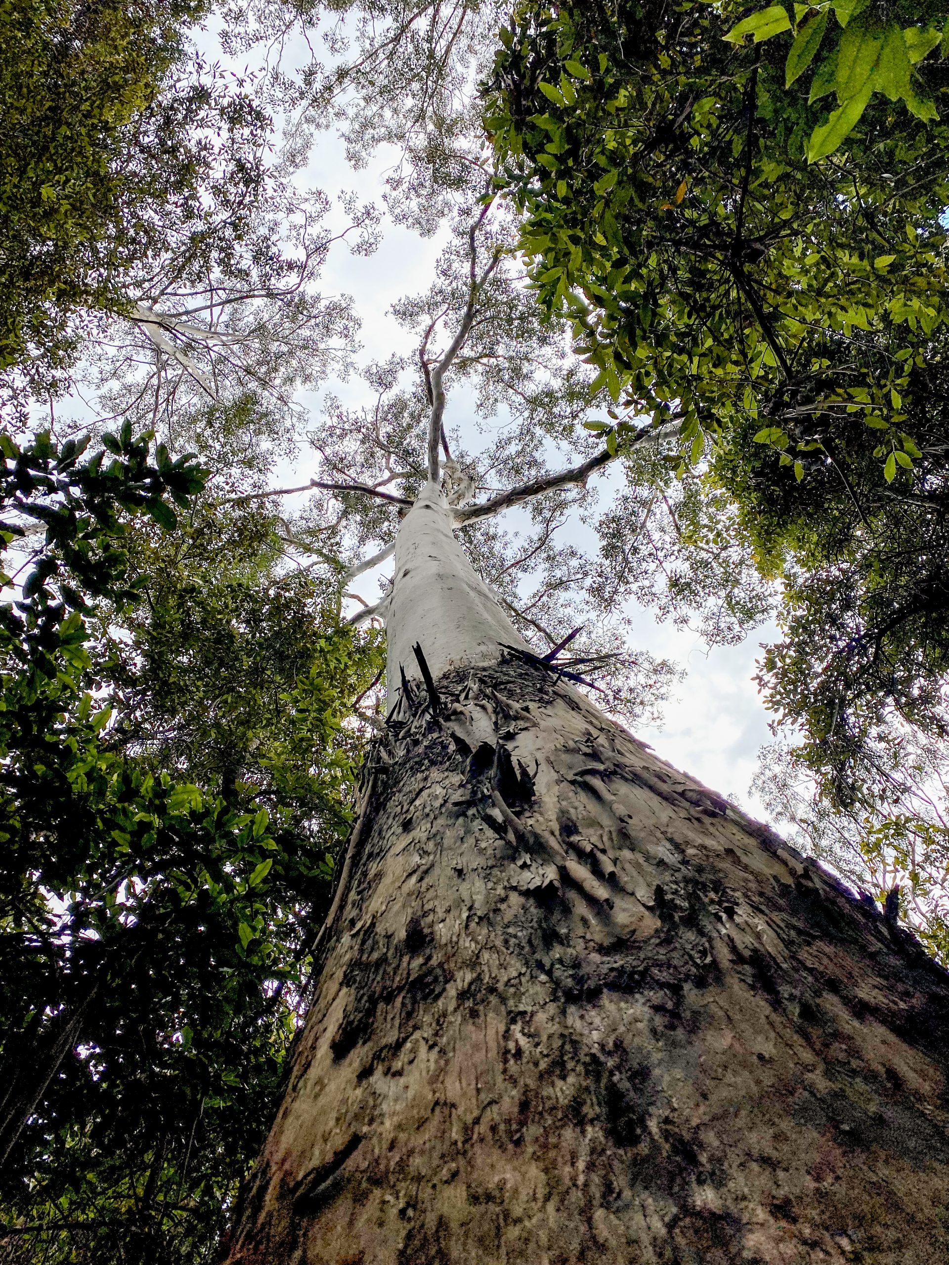 Point of view looking from the ground up of a tree, in Dorrigo National Park. Photo: Tim Ashelford