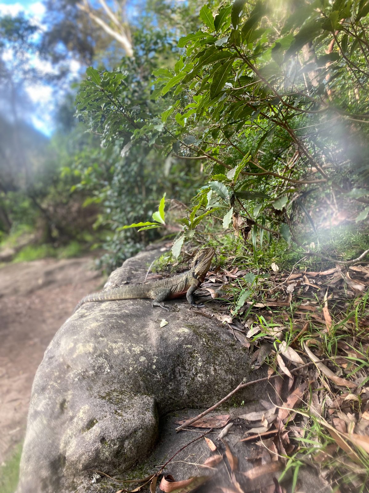 A iguana on a rock. Photo: Tim Ashelford