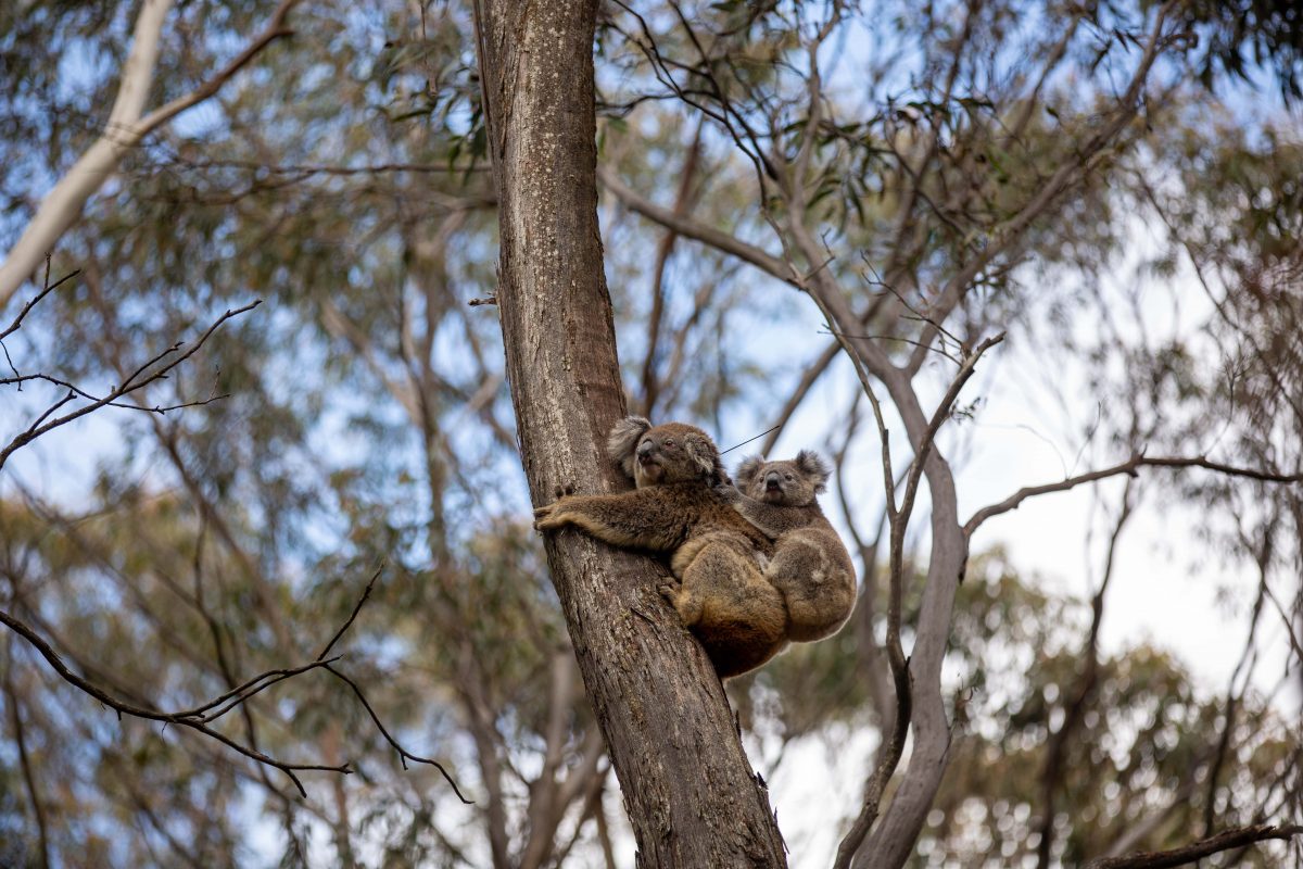 Koala up a tree. Photo: KD video