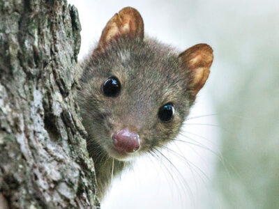 Spotted tailed quoll. Photo credit: Lachlan Hall / DPE