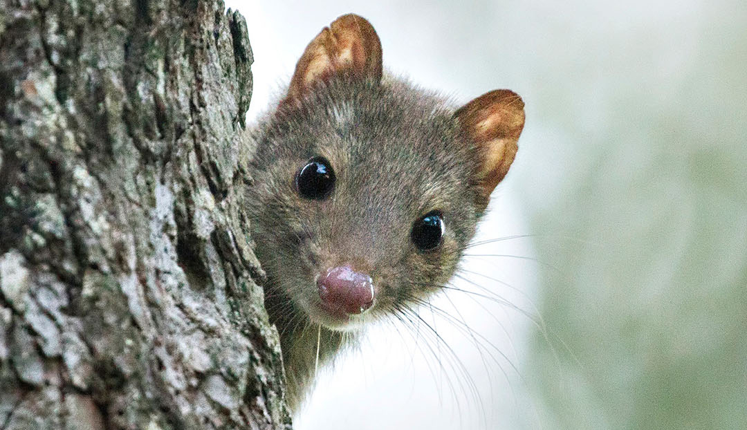 Spotted tailed quoll. Photo: Lachlan Hall / DPE