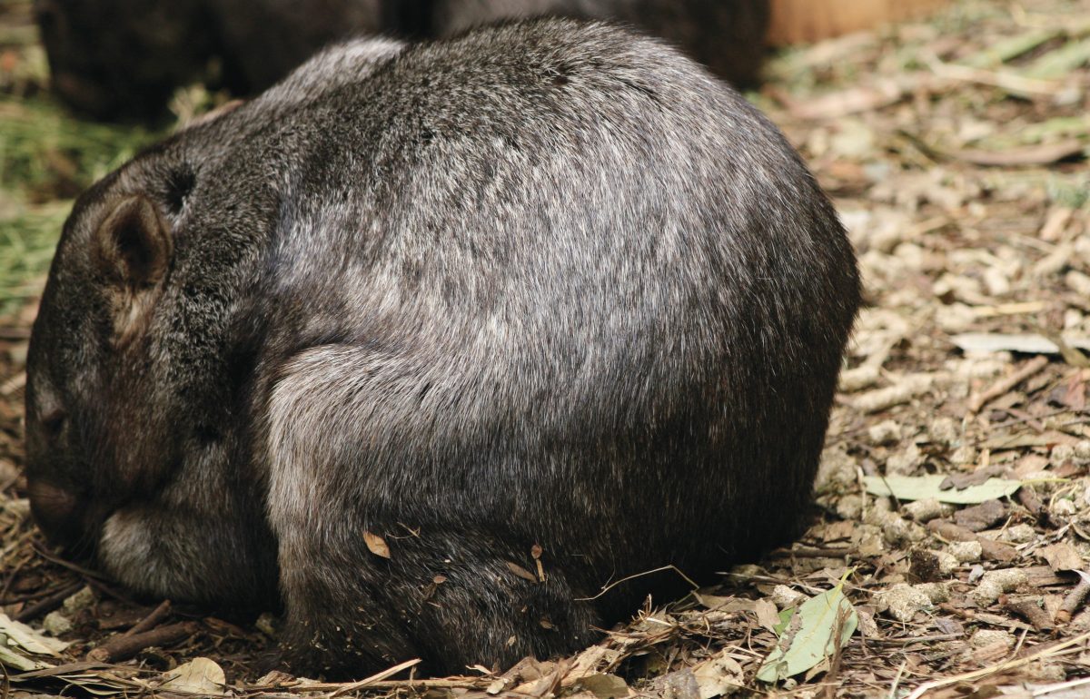 Common Wombat scats , Vombatus ursinus. Photo: Rosie / DPIE