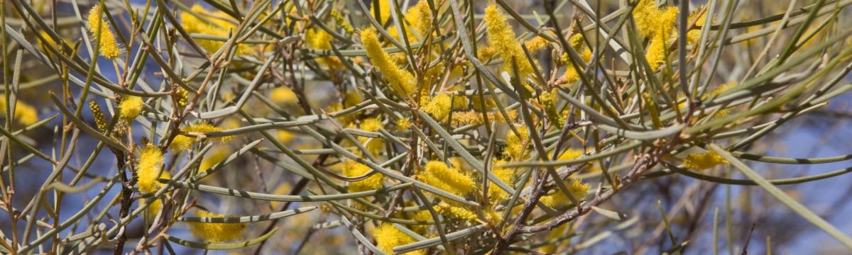Mulga / Acacia aneura. Photo: © Parks Australia
