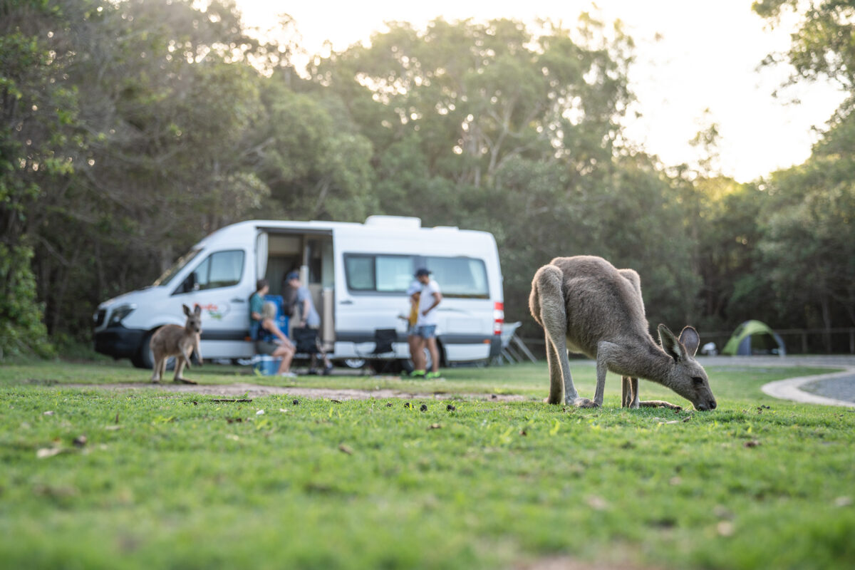 A group of people outside a campervan in the background. With a kangaroo in the foreground in Diamond Head campground, Crowdy Bay National Park. Photo credit: Rob Mulally / DPE