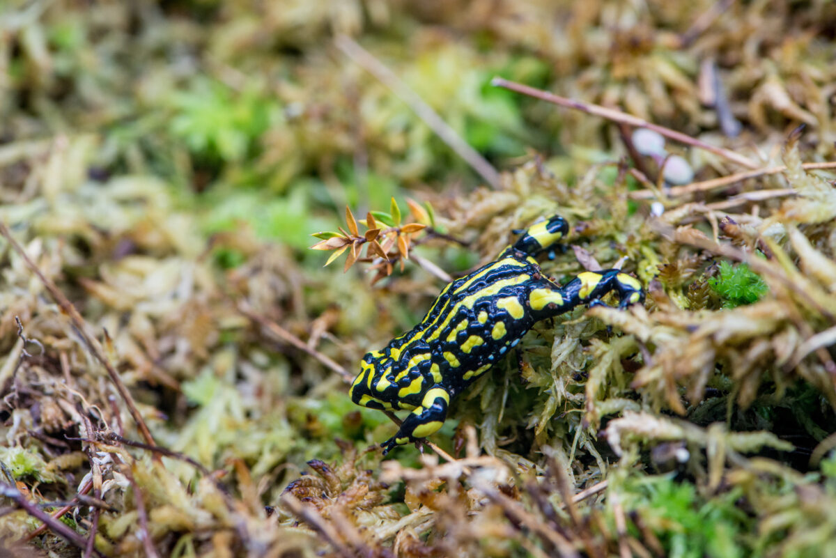 Corroboree Frog, Kosciuszko National Park. Photo: John Spencer / DPE