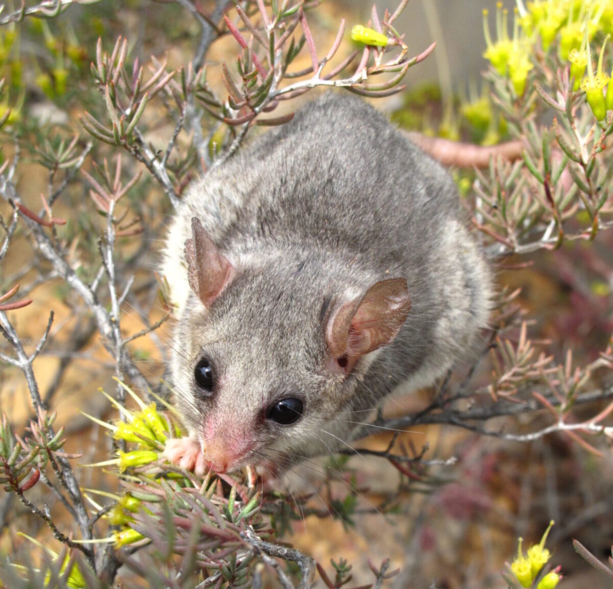 Eastern Pygmy-possum, Credit: Justin Mallee © Justin Mallee / DPE