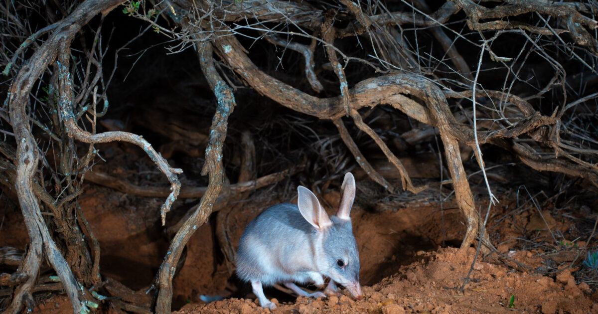 Bilby in a Mallee Cliffs National Park . Photo credit: Brad Leue / DPE