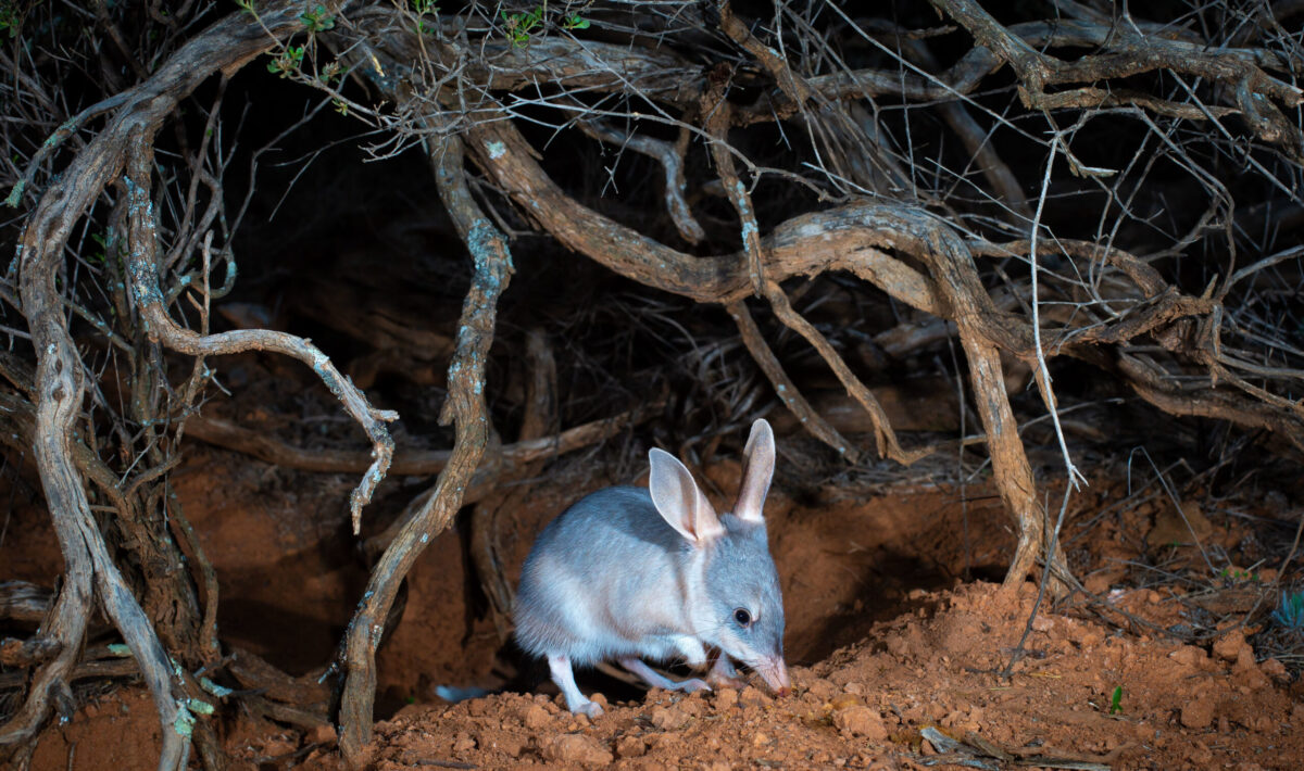 Bilby in a Mallee Cliffs National Park . Photo credit: Brad Leue / DPE