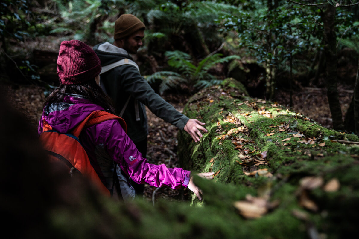 People exploring forest, Barrington tops national park. Photo credit: Rob Mulally © Rob Mulally / DPE