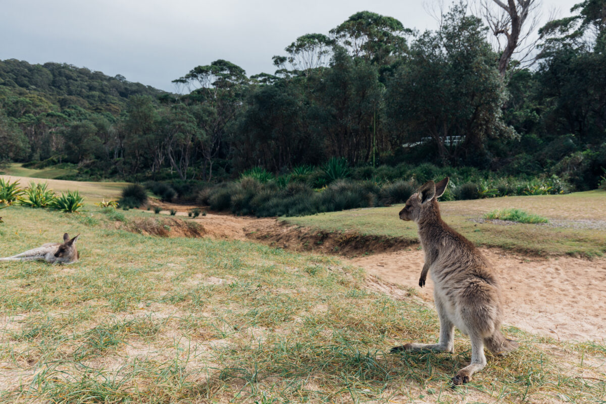 Kangaroos in Murramarang National Park. Photo: Melissa Findley / DPE