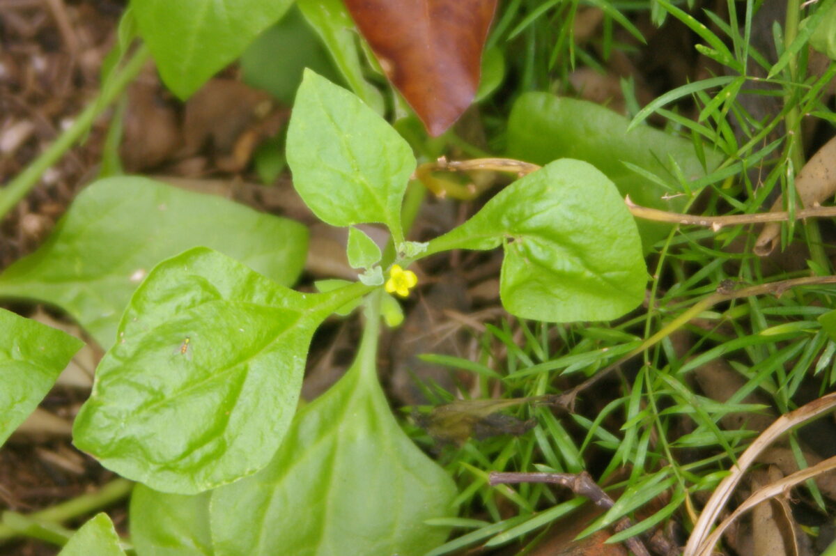 Warrigal Greens. Photo credit: Barry Collier / DPE
