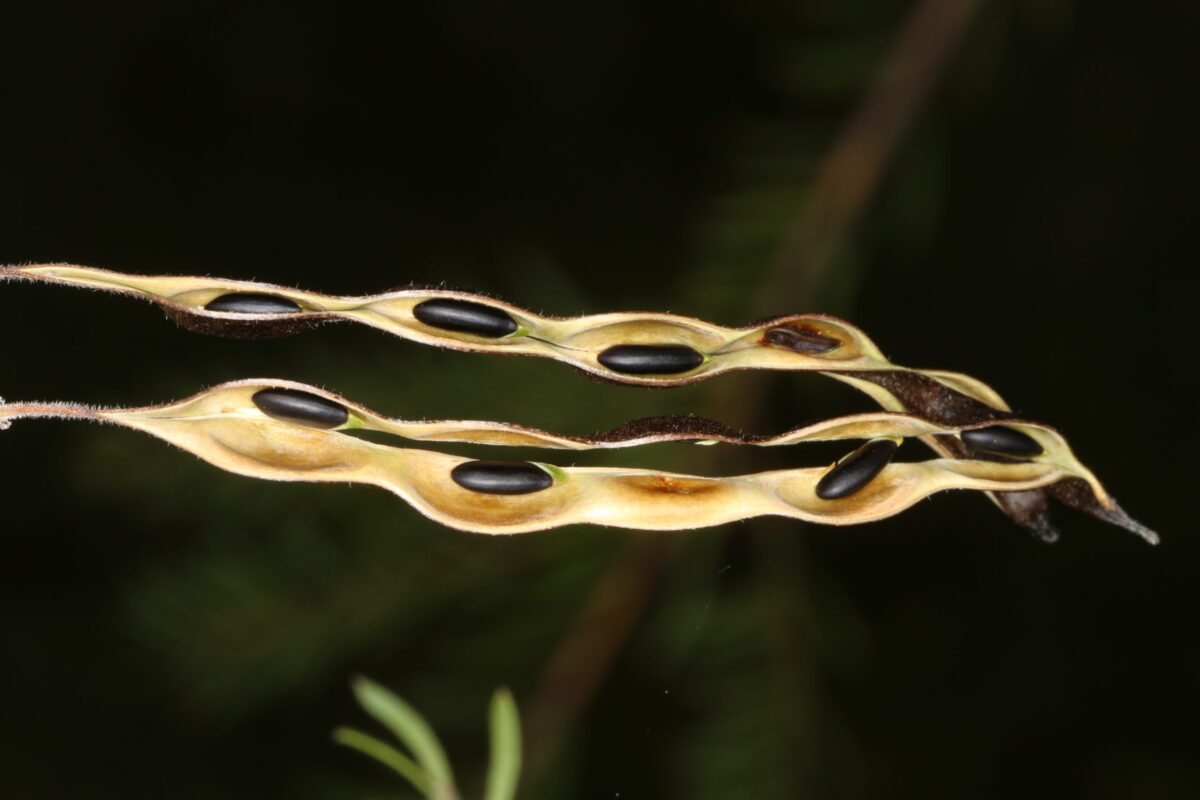 Rupp's Wattle. Photo credit: Gavin Phillips / DPE