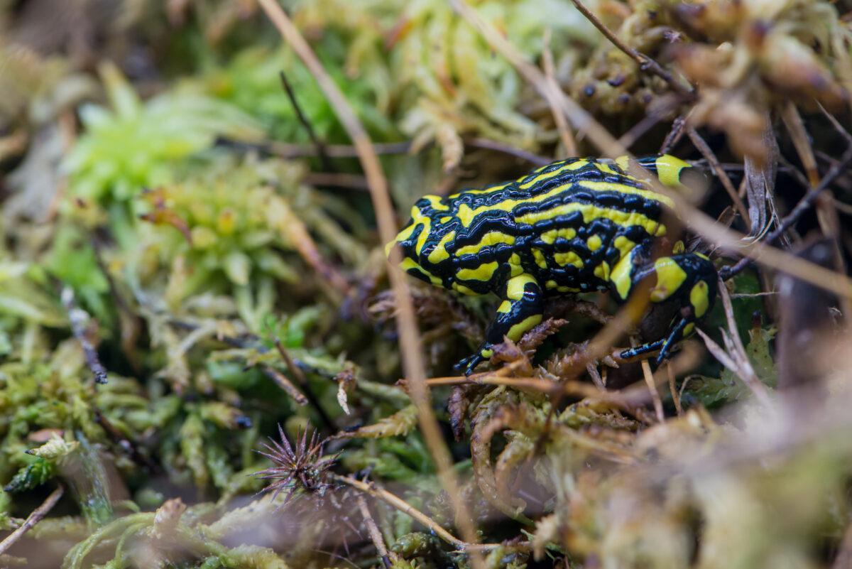 Corroboree Frog. Photo credit: John Spencer / DPE