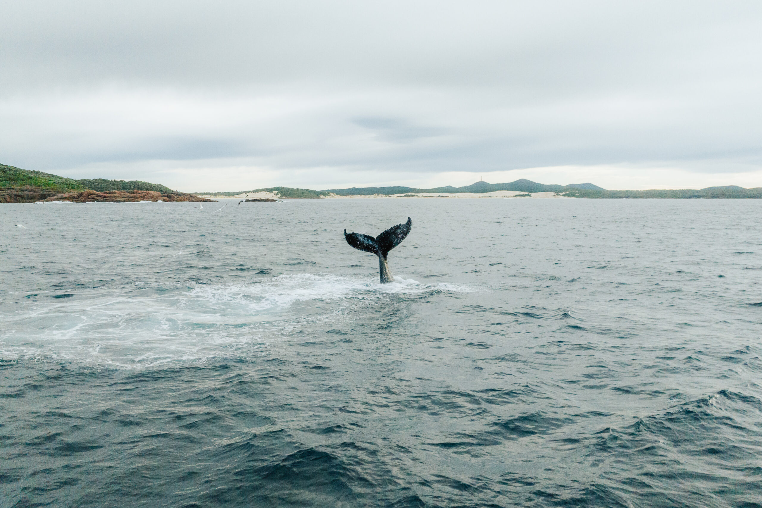 Whale in coastal waters. Tomaree National Park. Photo credit: Remy Brand / DPE