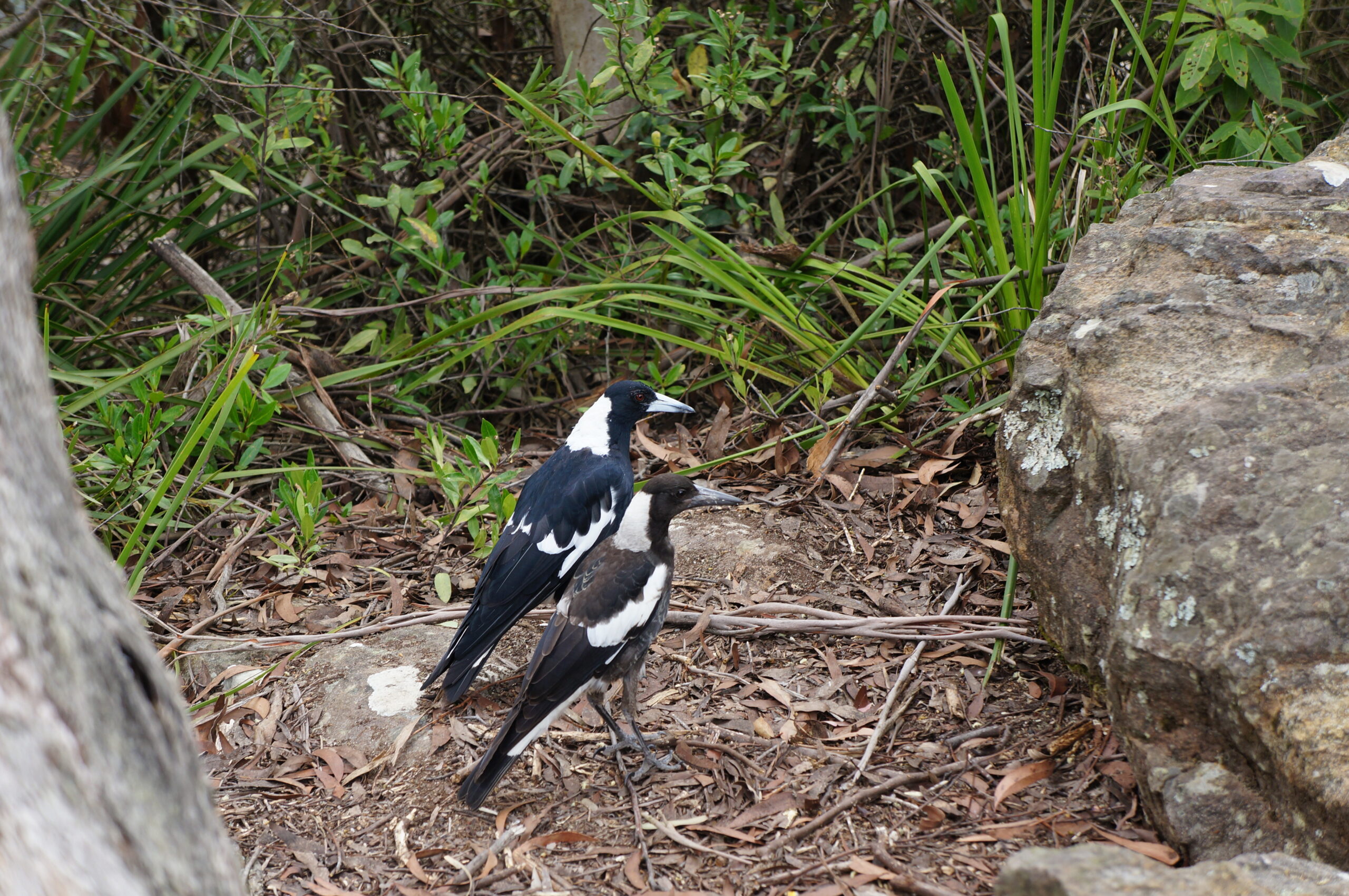 Australian Magpies juvenile and parent Gymnorhina tibicen ar. Photo Credit: Stephen Alton / DCCEEW