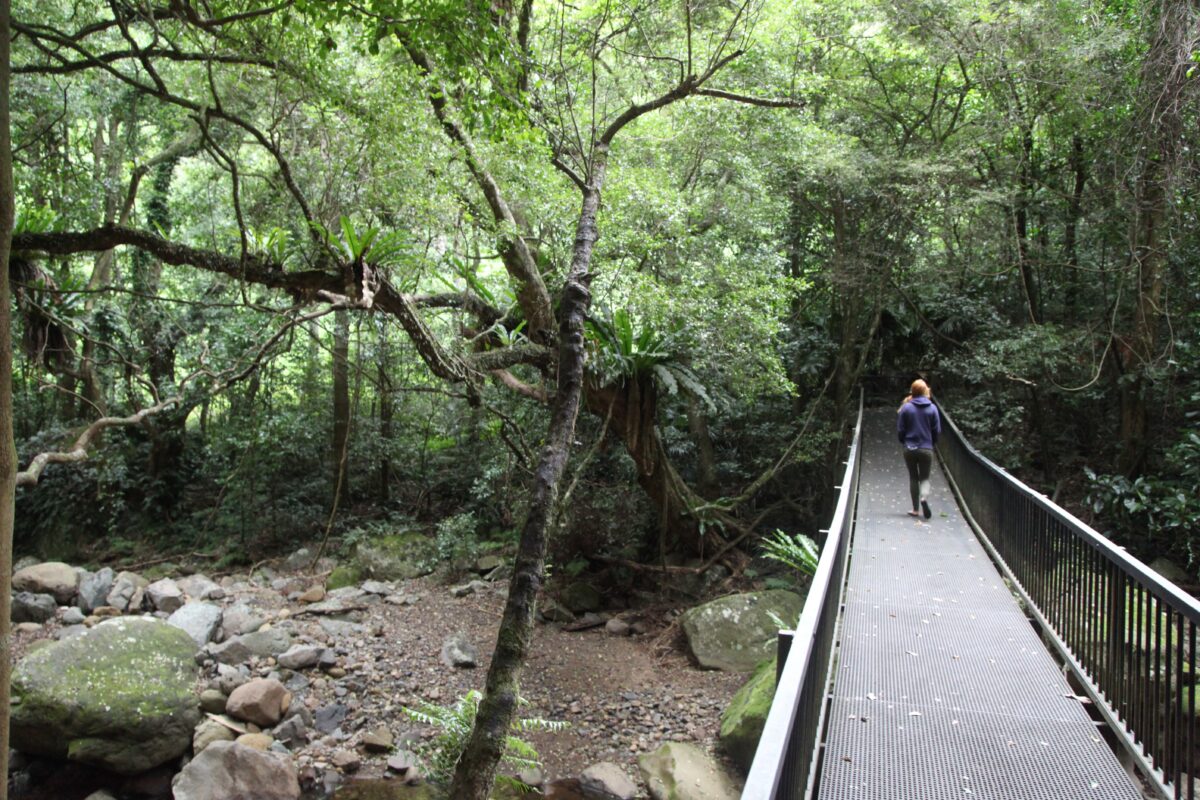 Woman crossing bridge, Rainforest Loop Walk, Budderoo National Park. Photo credit: Andrew Richards / DPE