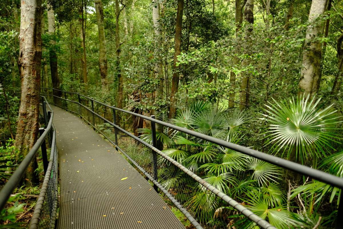 Rainforest Loop Walk boardwalk. Budderoo National Park. Photo credit: Elinor Sheargold / DPE