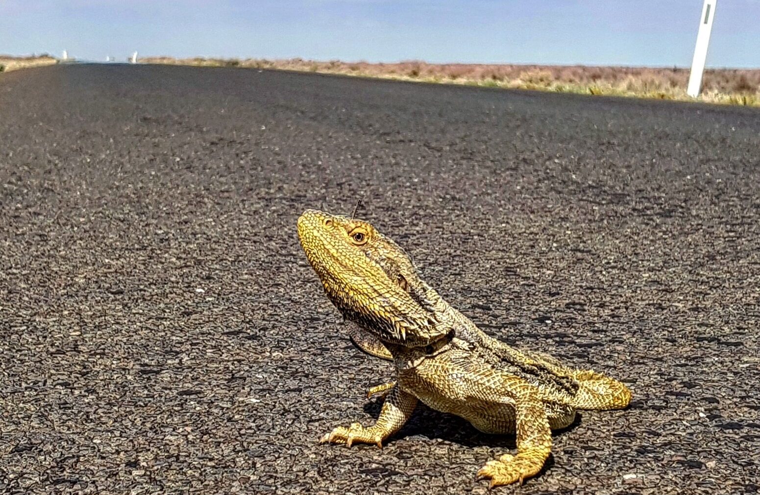 Australian Water Dragon on the road in Kalyarr National Park, Hay, Lachlan River Visitor Area. Photo credit: Samantha Ellis / DCCEEW