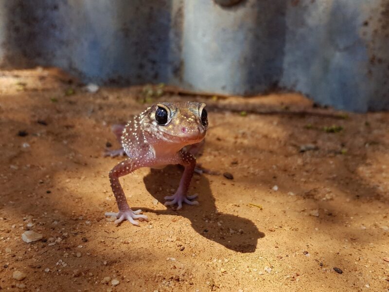 Lizard in Kalyarr National Park, Hay, Lachlan River Visitor Area. Photo credit: Samantha Ellis / DCCEEW